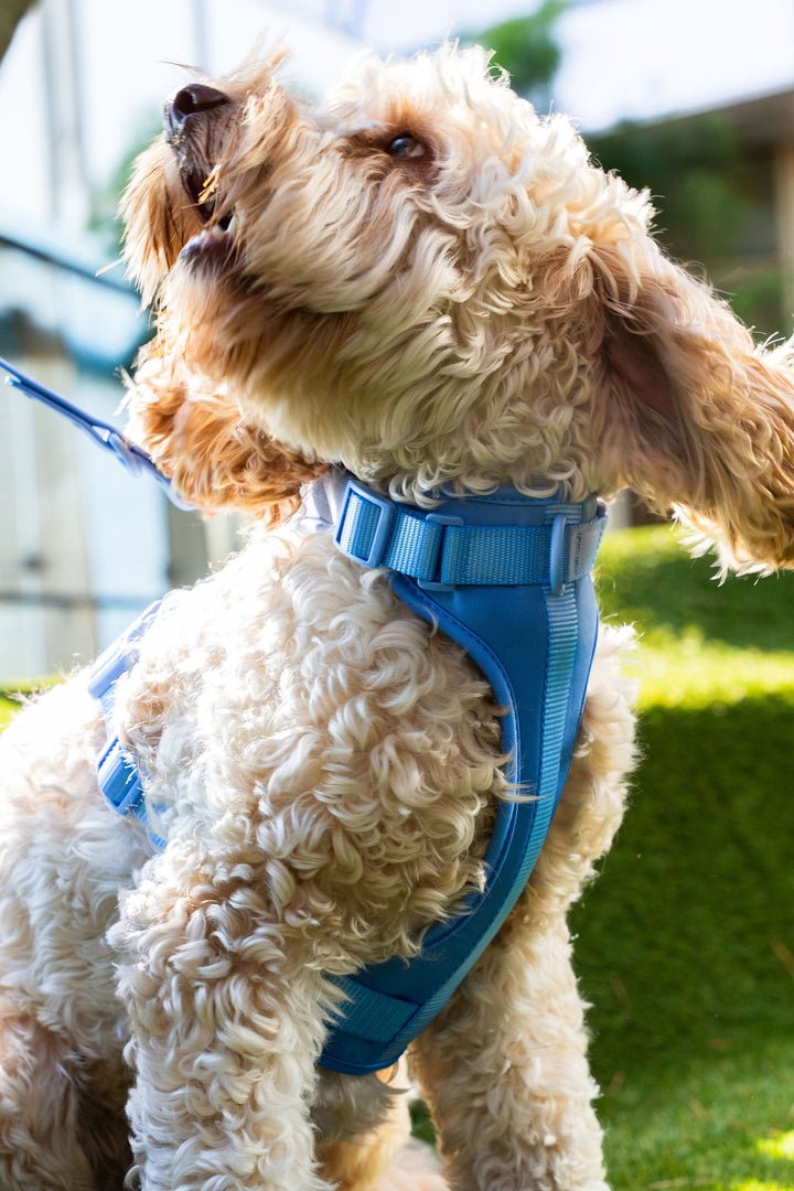 Dog Harness - Ocean Blue