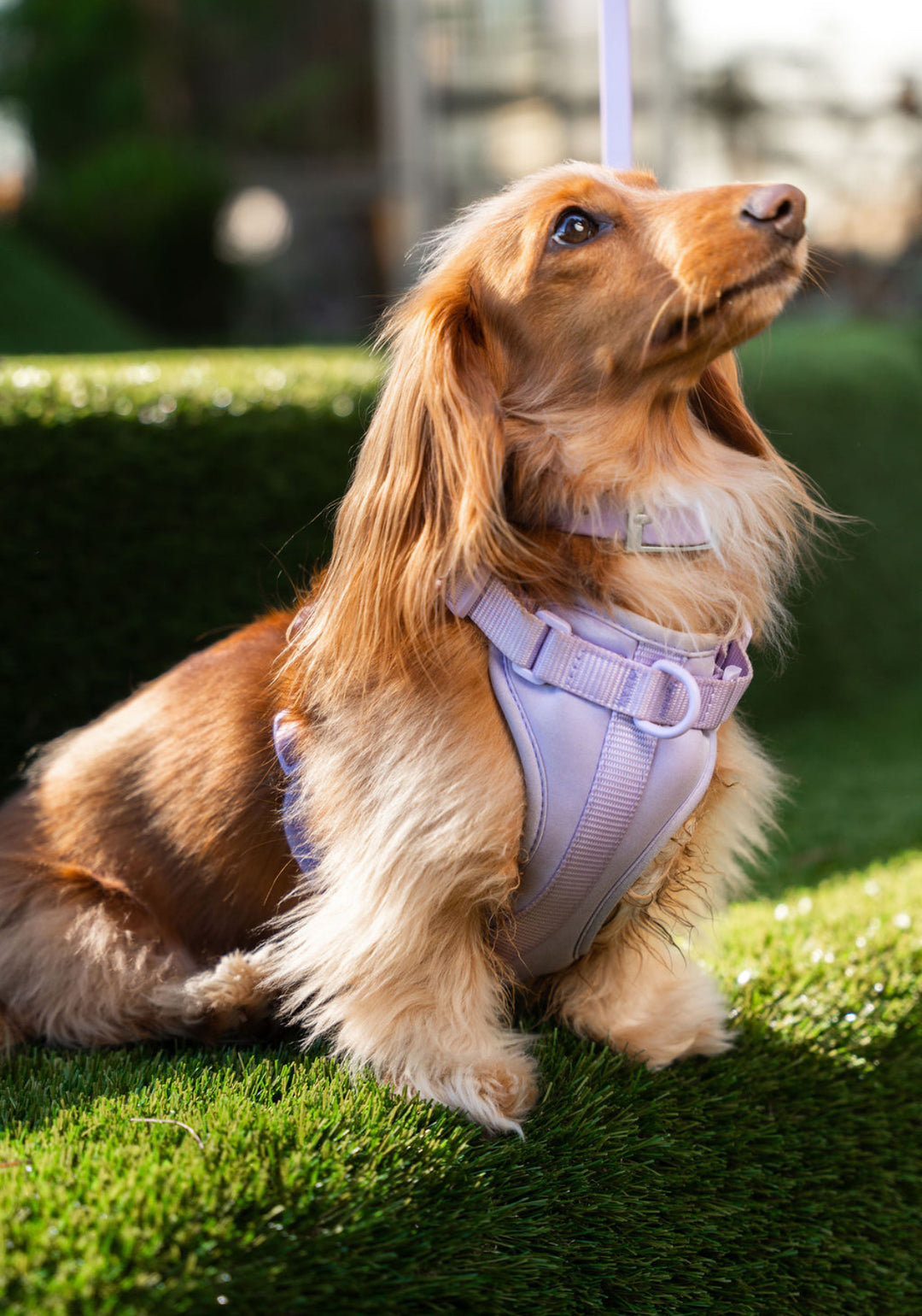 Dog Harness - Lilac