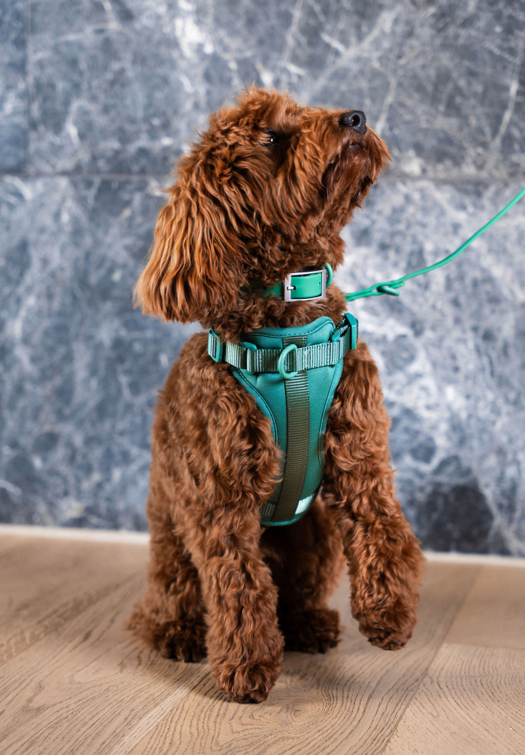 Dog Harness Hunter Green
