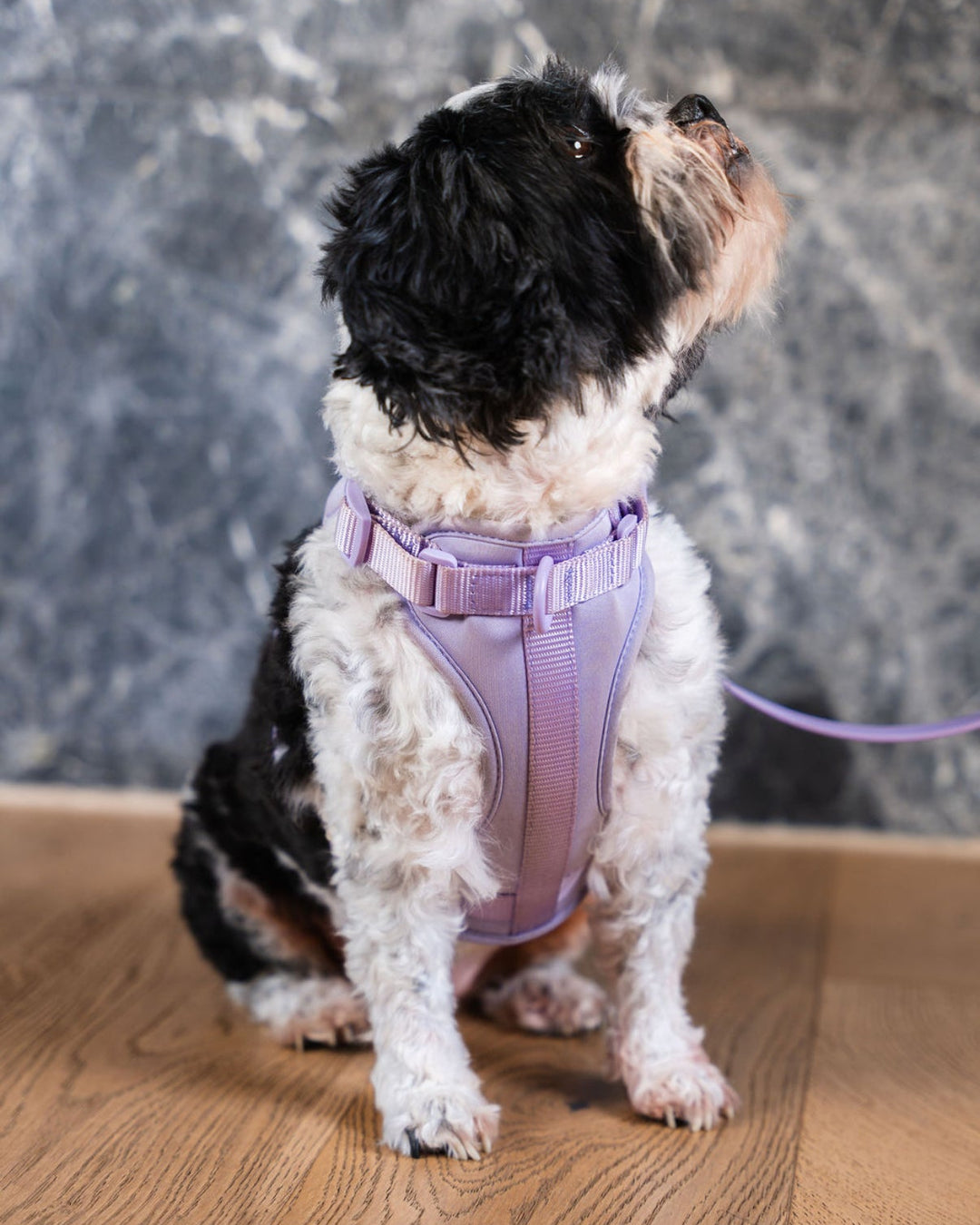 Dog Harness - Lilac