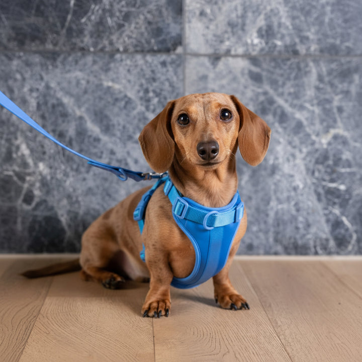 Ocean Blue Dog Harness