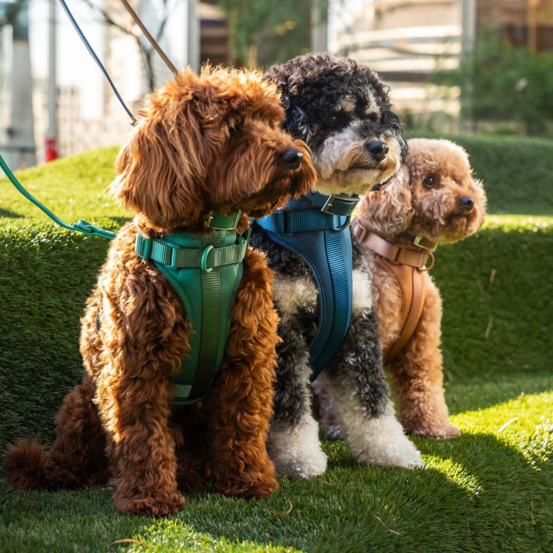 Dog Harness Hunter Green